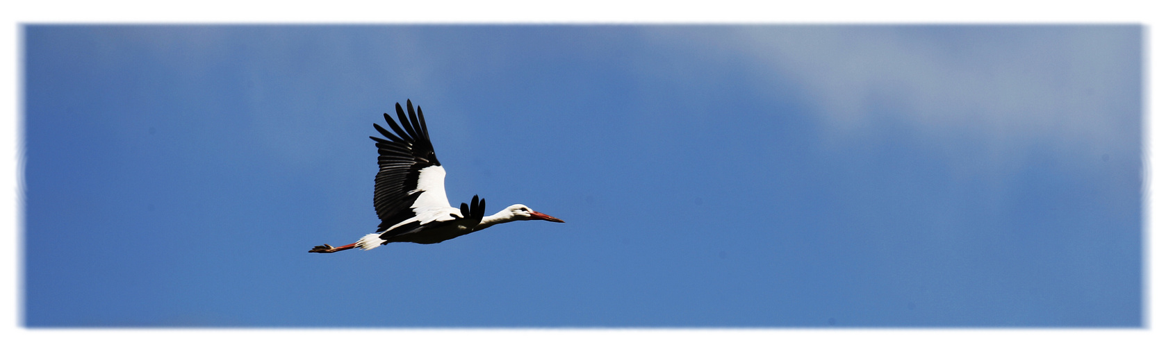 Flying Storch