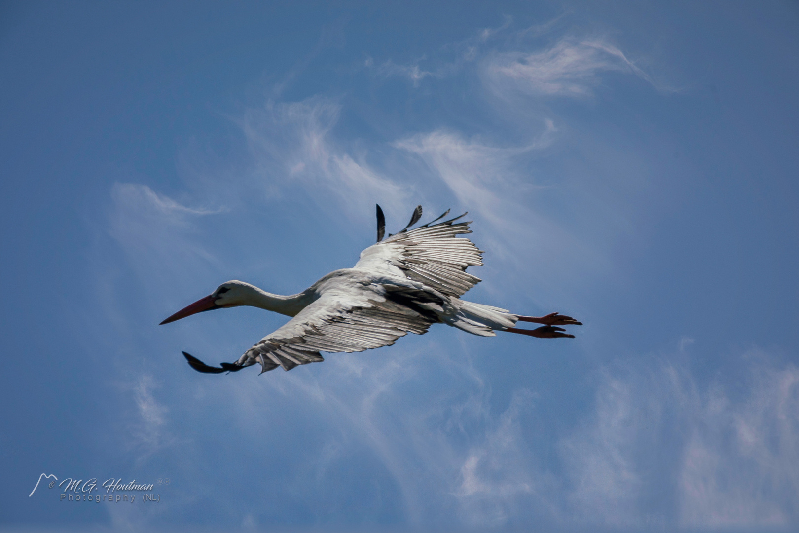 Flying Stork