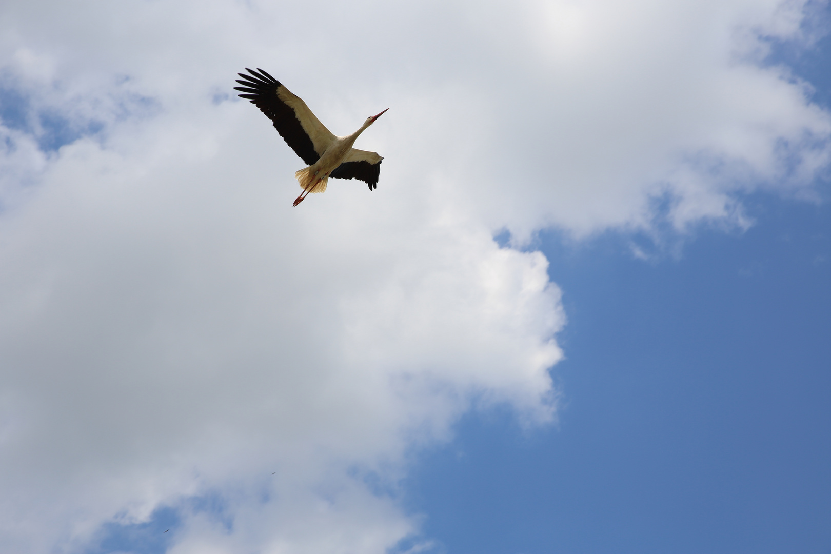 Flying stork