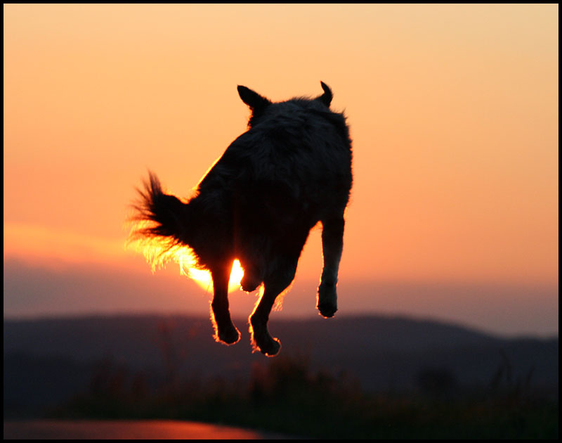 °*~flying sunset~*°