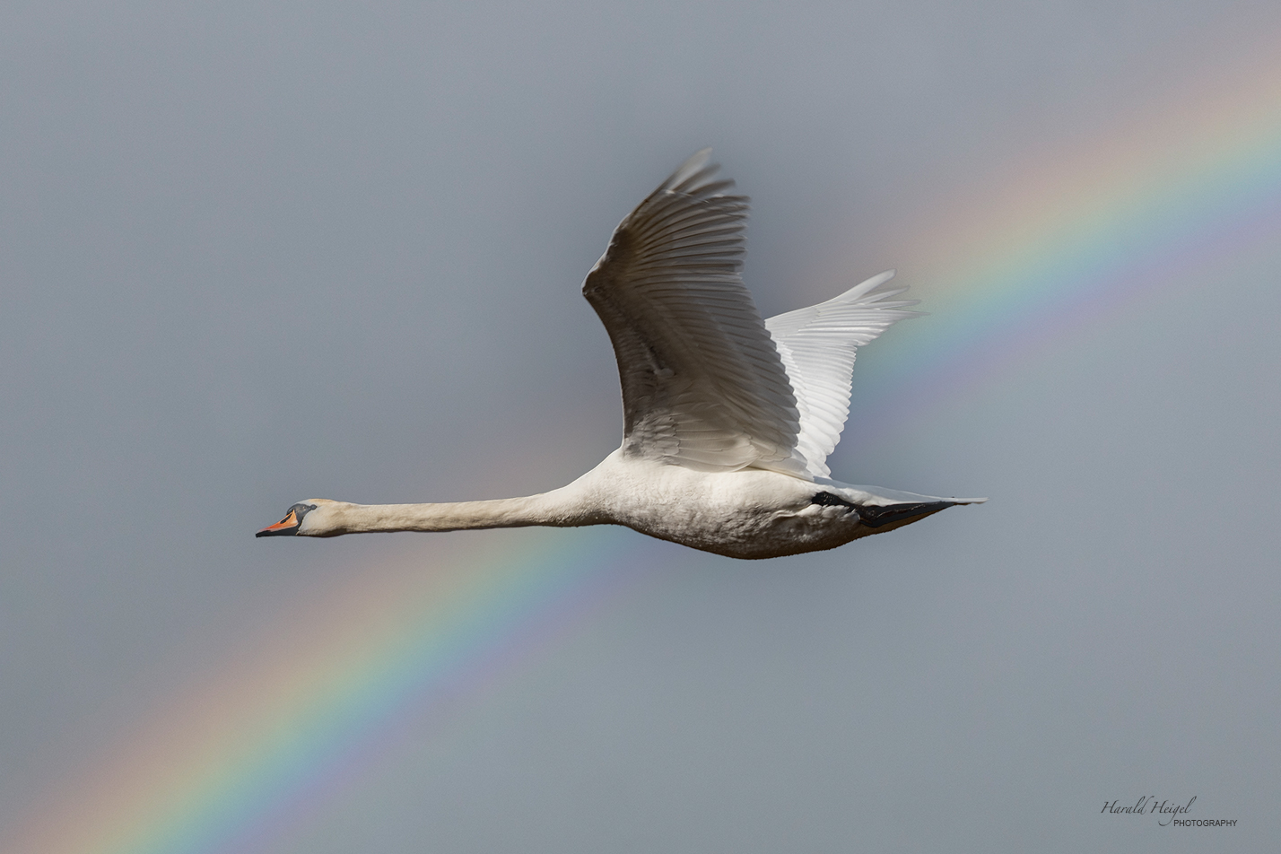 Flying Swan -1-