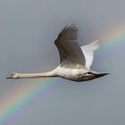 Flying Swan -1-