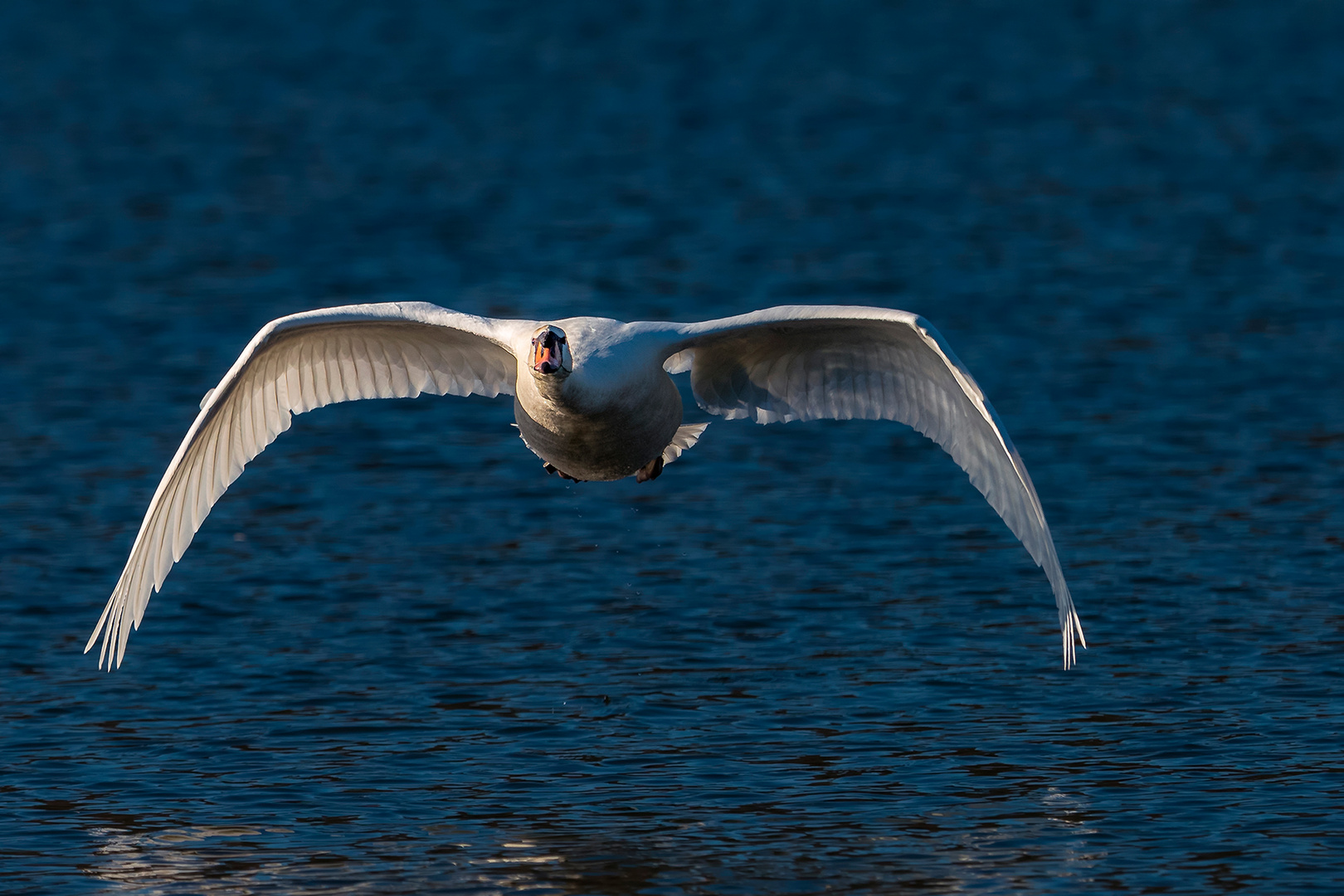 flying swan....