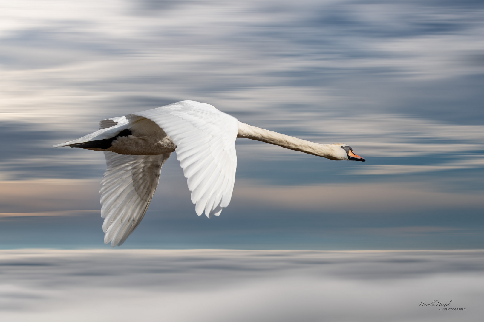 Flying Swan -2-