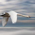 Flying Swan -2-