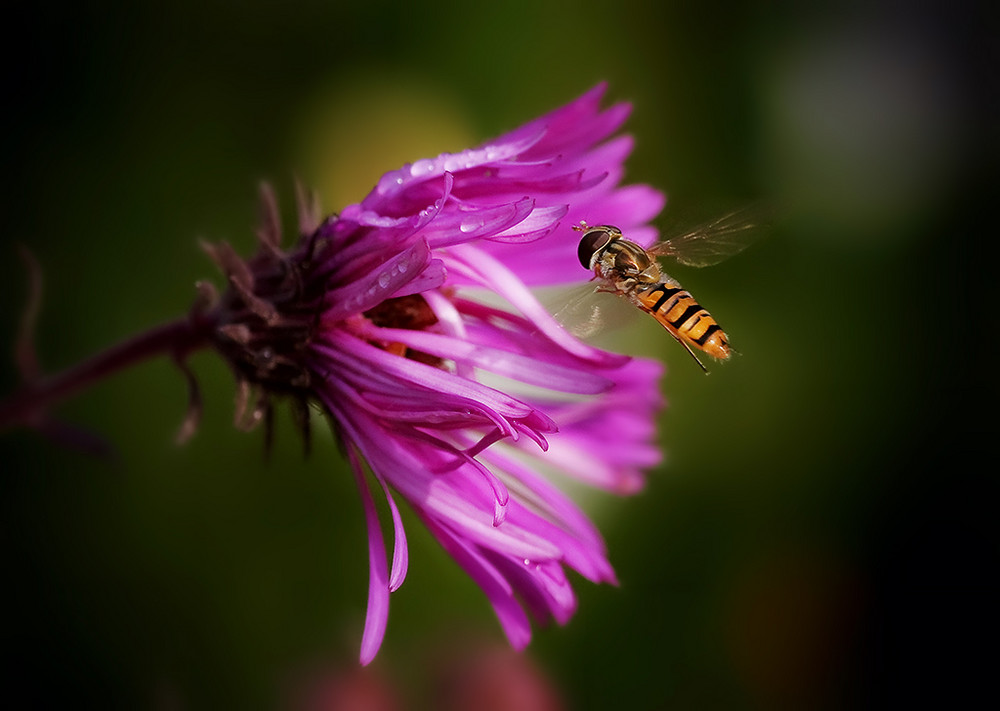 flying syrphus..