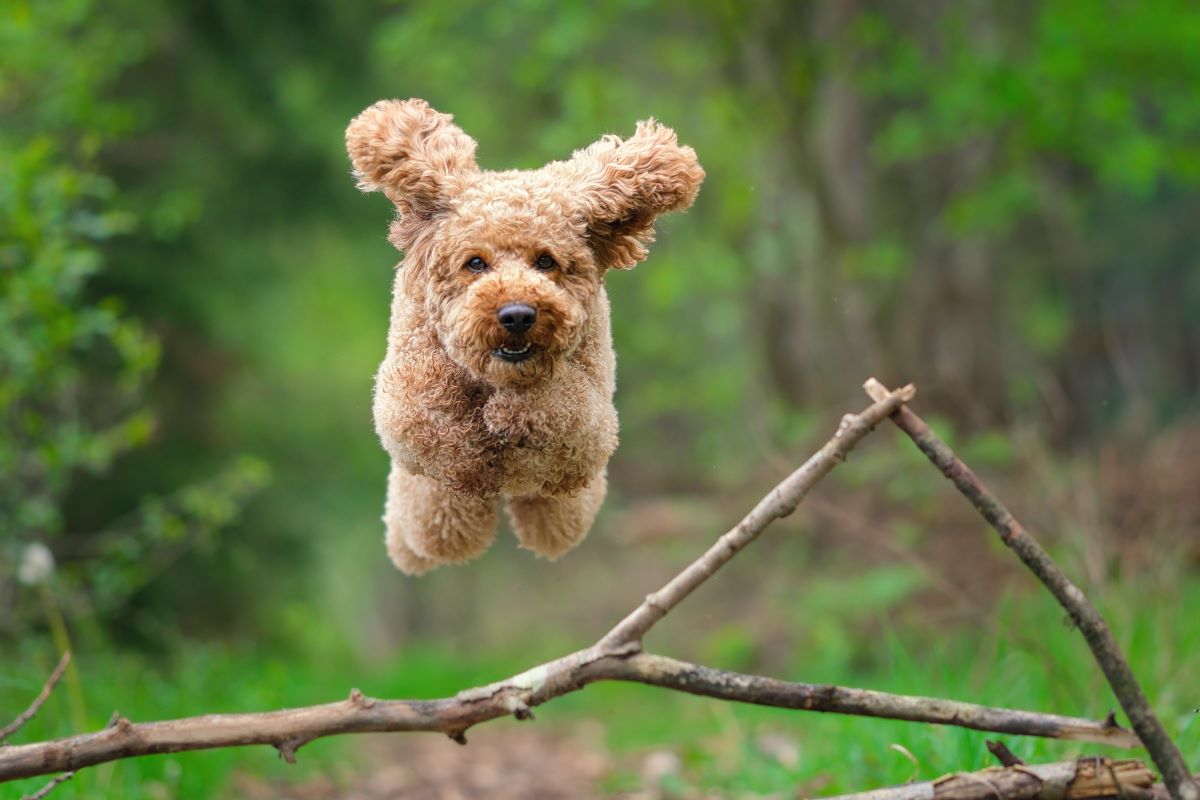 Flying Teddy