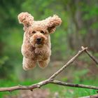 Flying Teddy