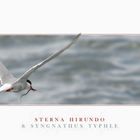 Flying Tern