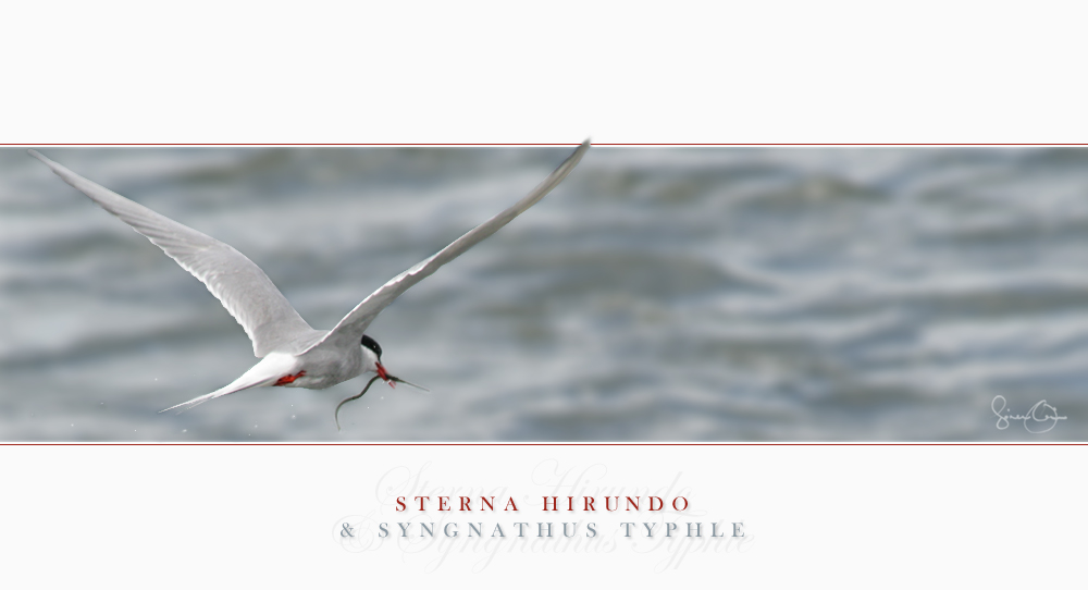 Flying Tern