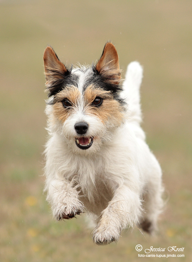 Flying Terrier