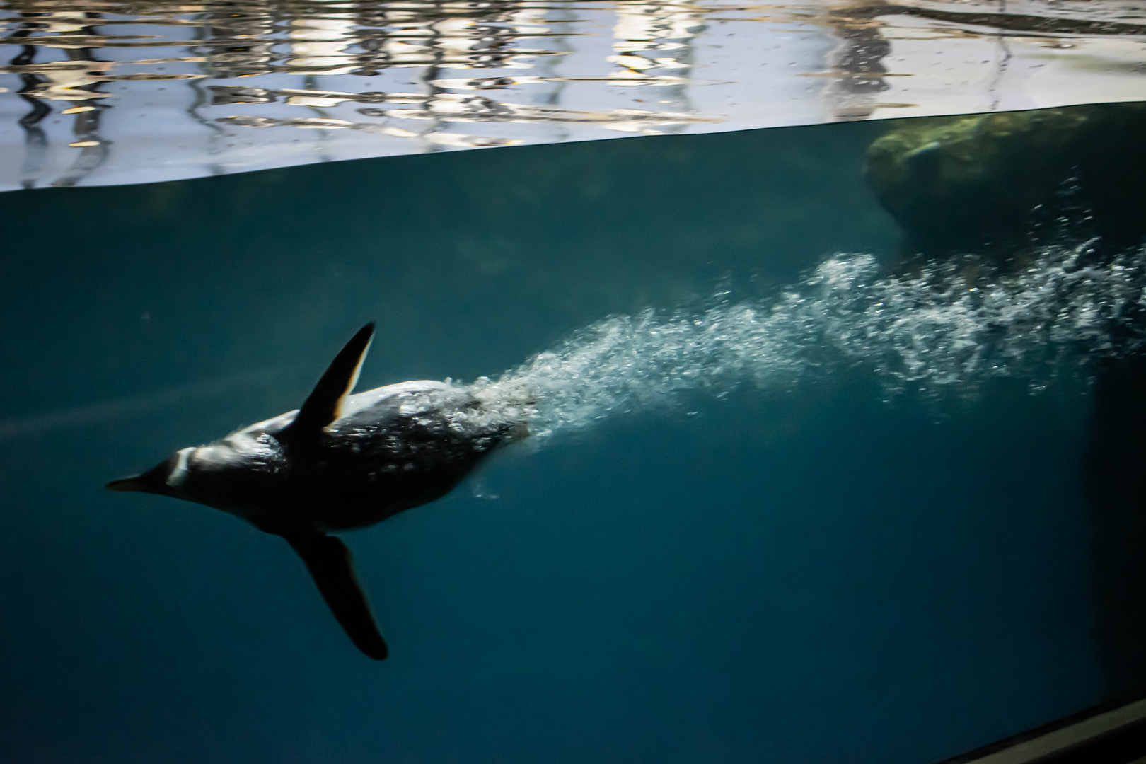 Flying through the water