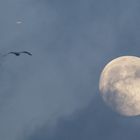 flying to the moon