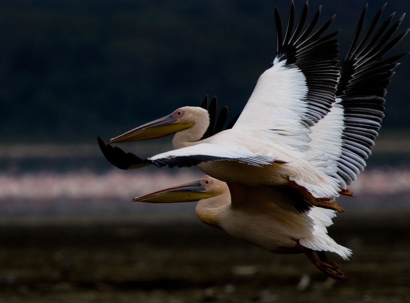 Flying together