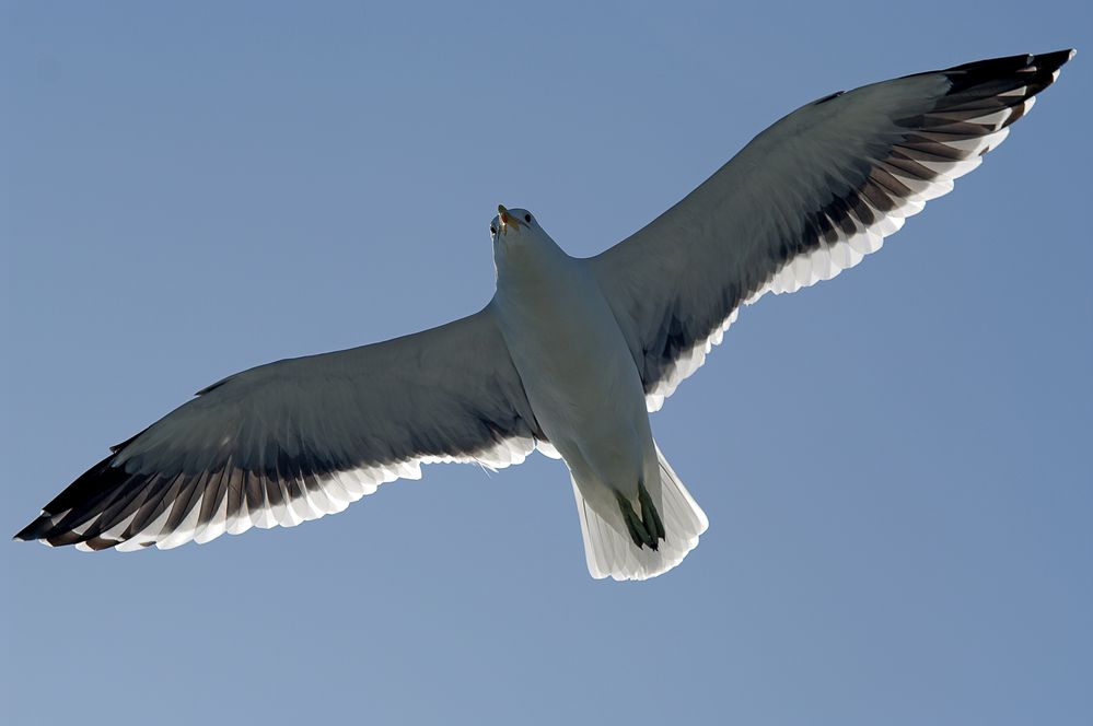 Flying Toilett