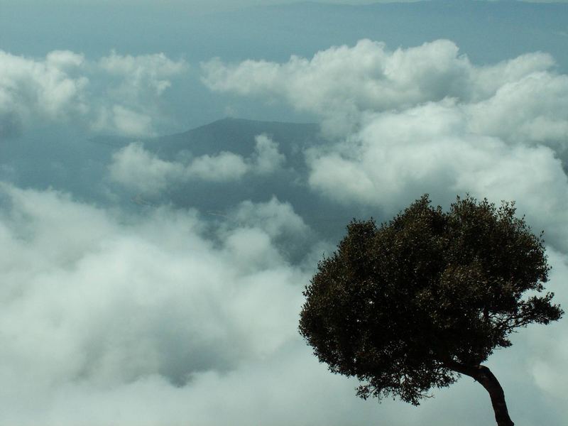 Flying Tree