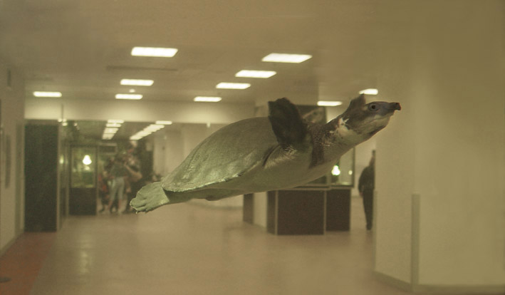 Flying Turtle