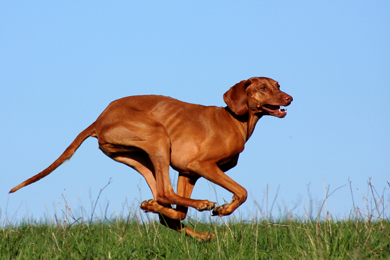 Flying Vizsla