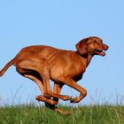 Flying Vizsla