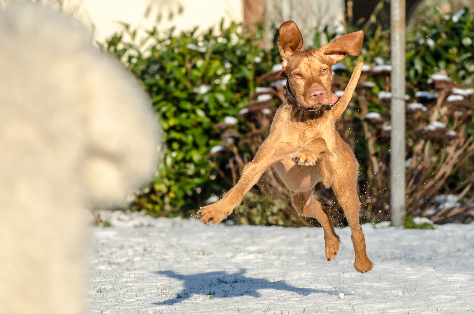 Flying Vizsla!