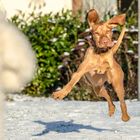 Flying Vizsla!