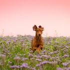 Flying Vizsla