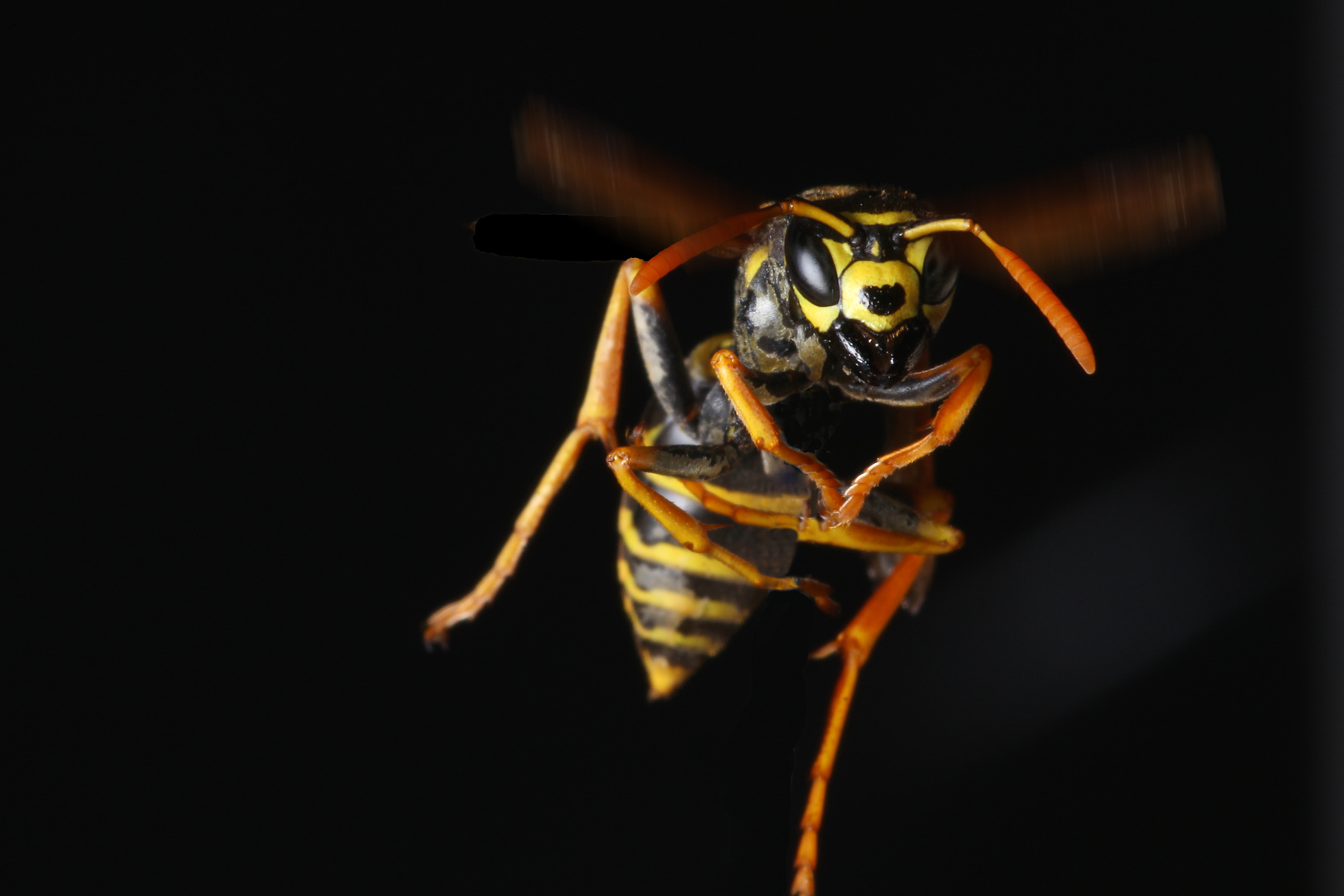 Flying wasp