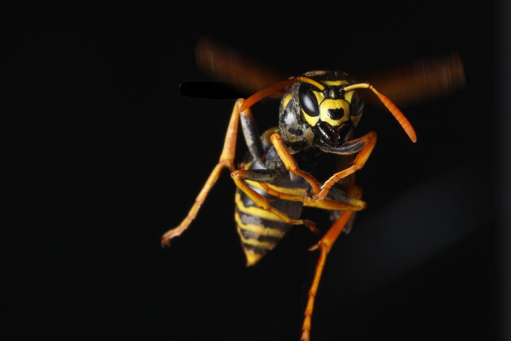 Flying wasp von Babbadshi 