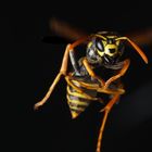 Flying wasp