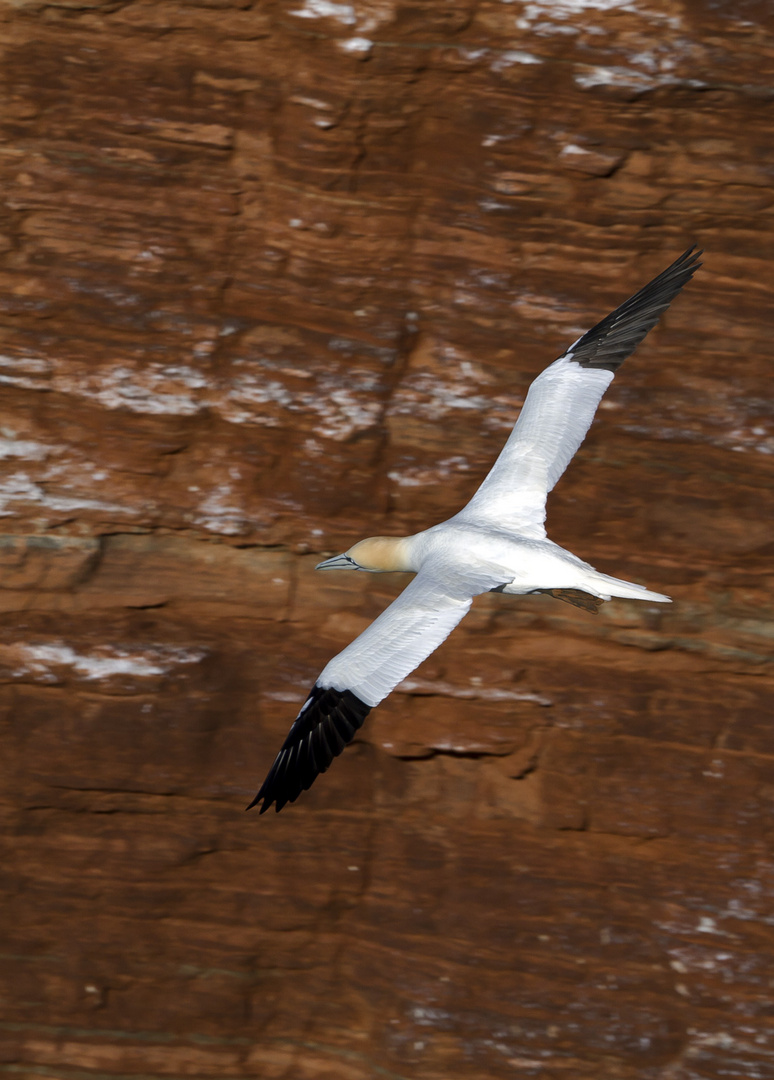 Flying waterbird