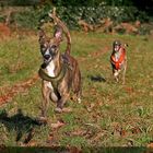 Flying Whippet