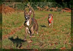 Flying Whippet