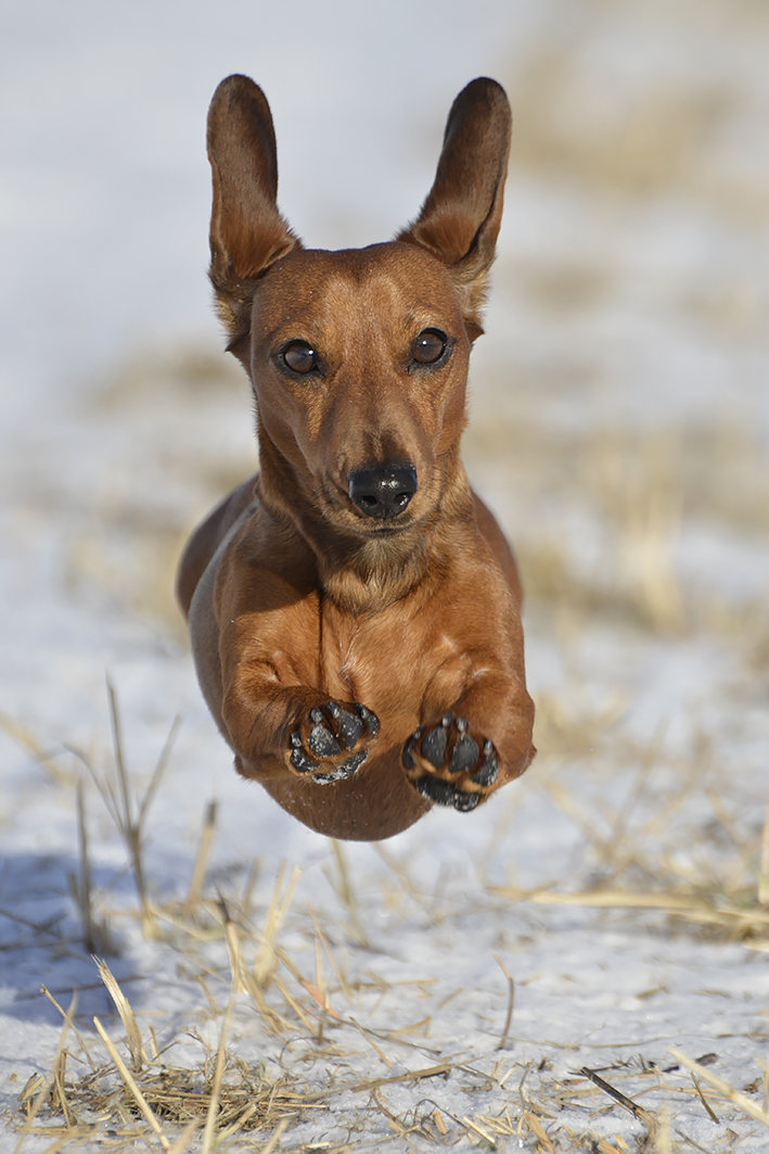 Flying wiener