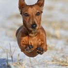 Flying wiener