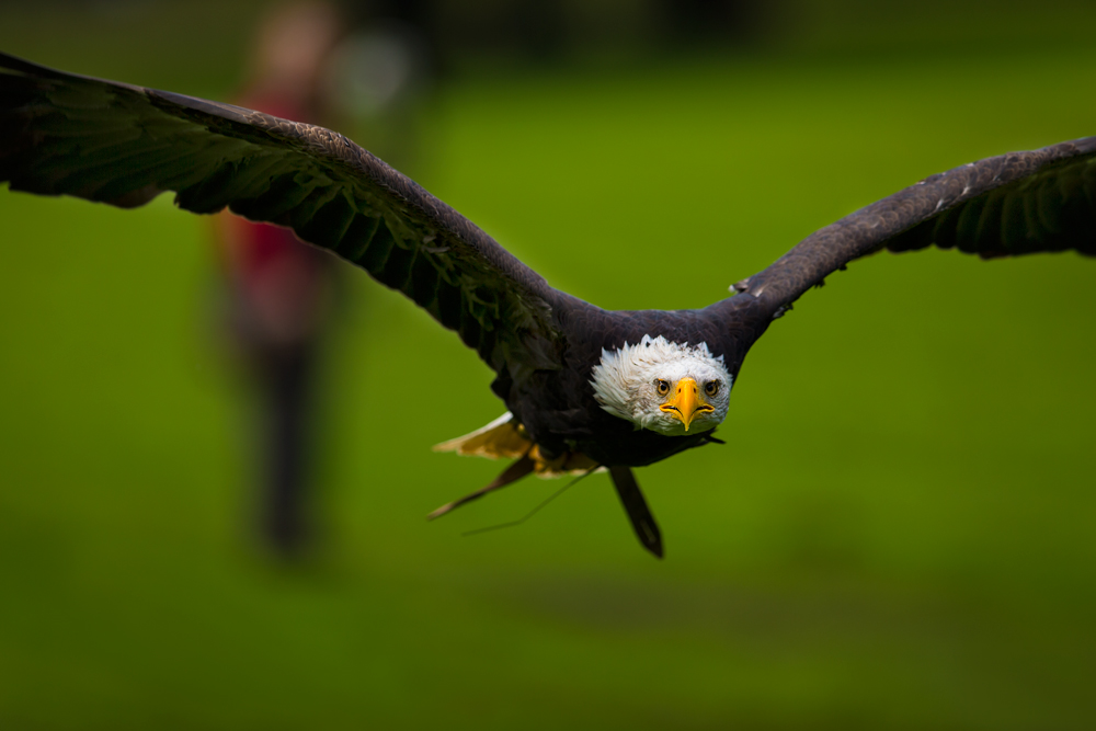 "Flying Wings"