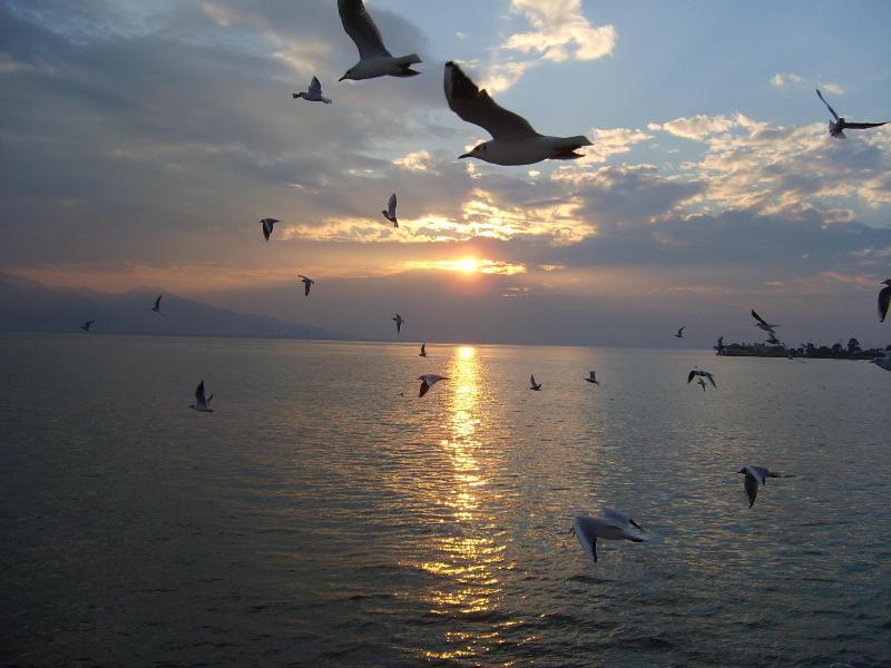 flying with seagulls