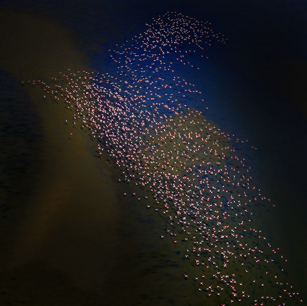 flying with the flamingos