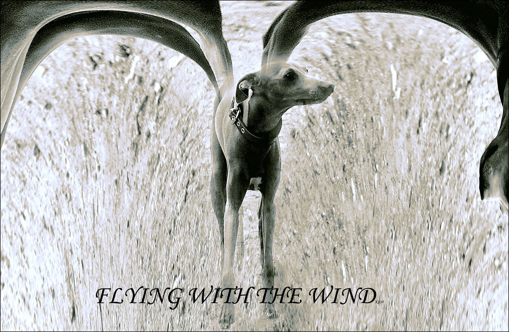 FLYING WITH THE WIND