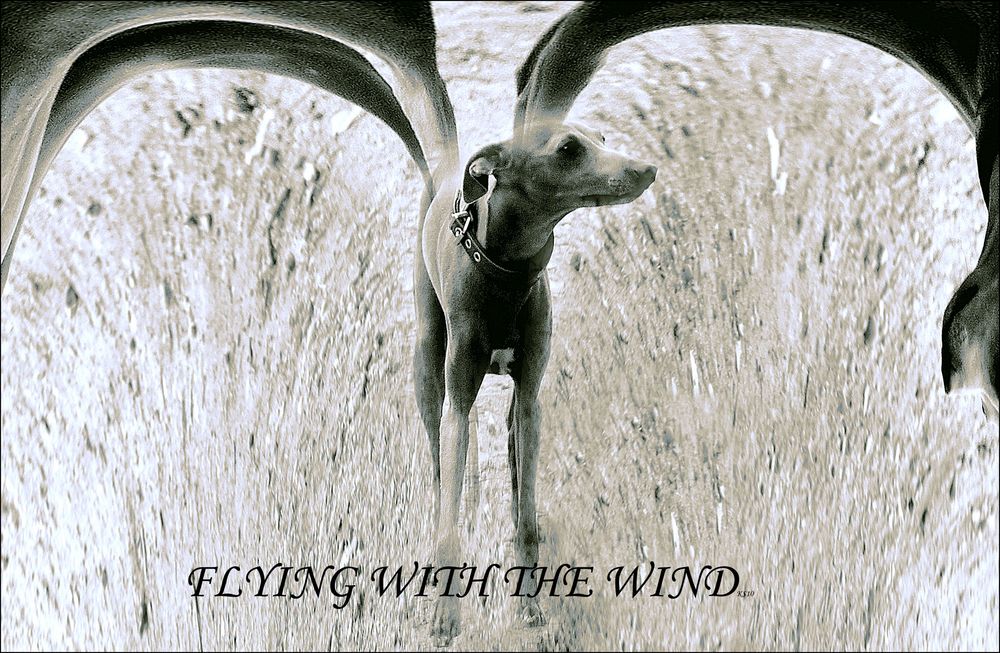 FLYING WITH THE WIND