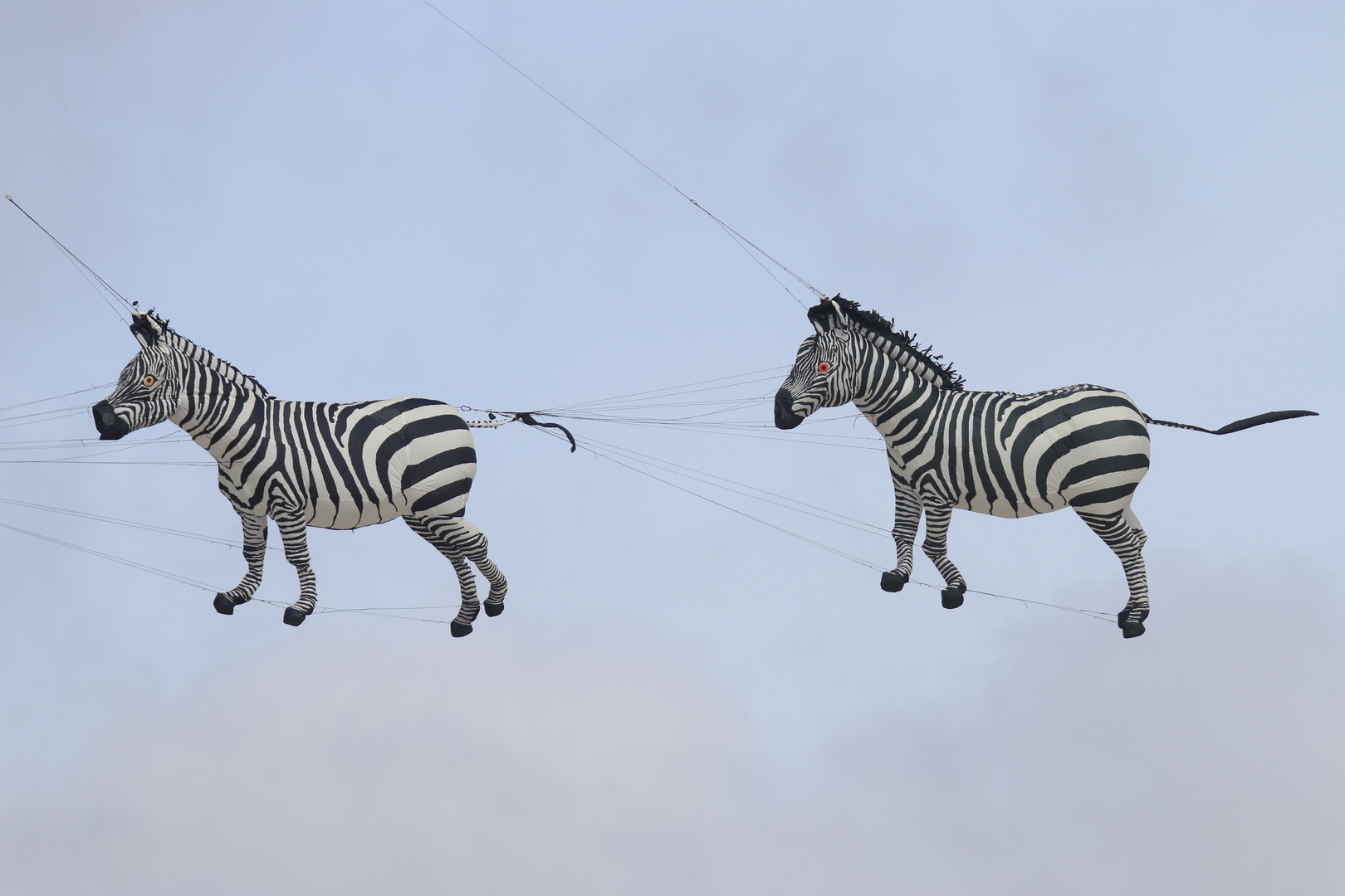 flying Zebras