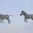 flying Zebras