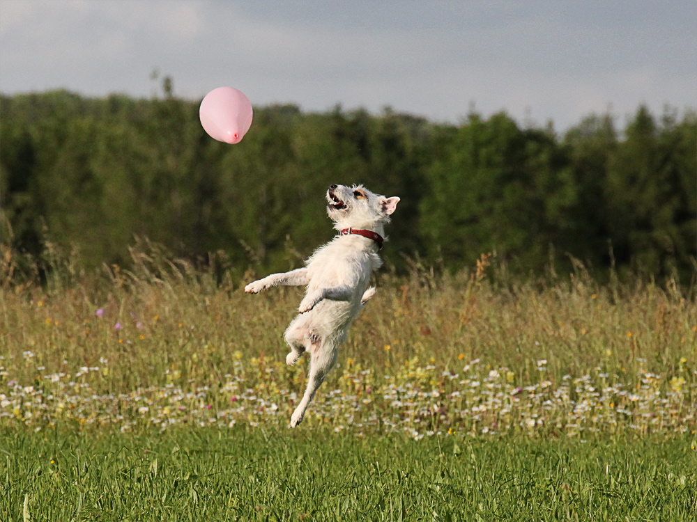 flying Zorro