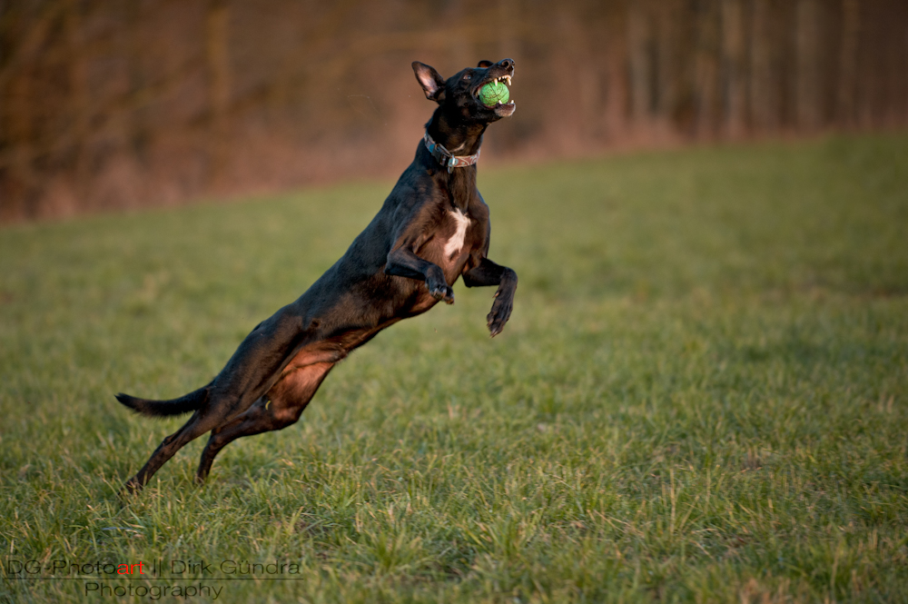 FlyingDog...