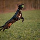 FlyingDog...