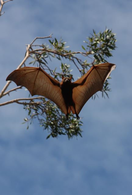 FlyingFox