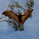 FlyingFox