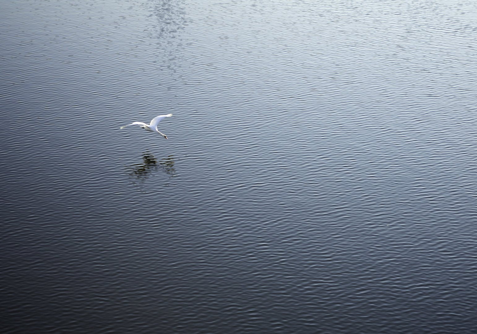 FLYING_SWAN