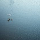 FLYING_SWAN