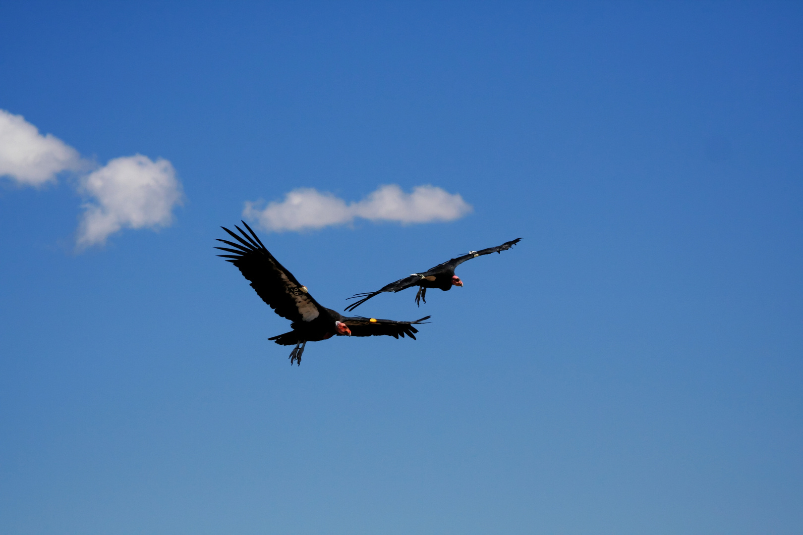 Flying_together