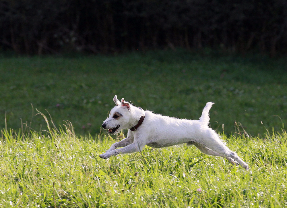 Flying.Zorro